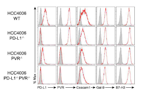PD-L1 및 PVR KO된 engineered HCC4006 세포주