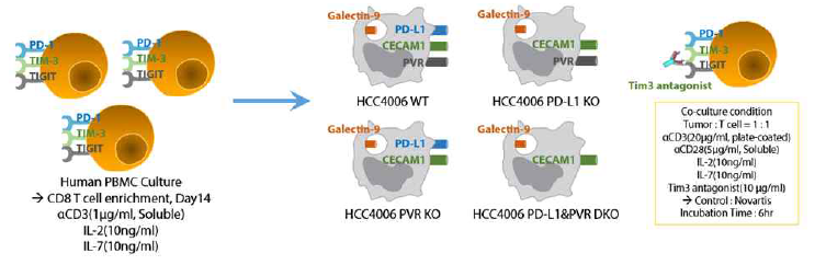 특정 면역관문리간드 발현 HCC4006세포주와 인간 CD8 T세포 간 공동배양 시스템