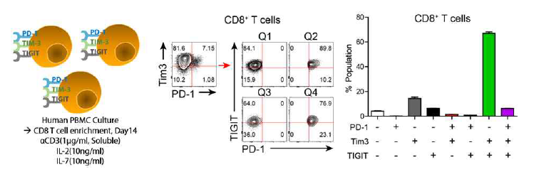 인간 CD8 T세포 활성화 시 면역관문수용체 발현 양상에 따른 다양한 아형 분포