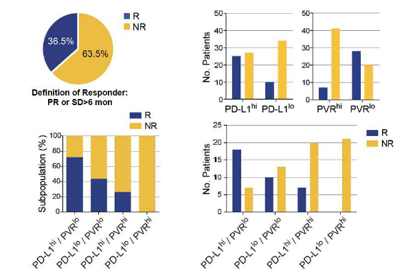 PD-L1/PVR 발현에 따른 PD-1 저해제 치료 반응의 상이성