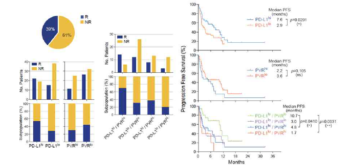PD-L1/PVR 발현에 따른 PD-1 저해제에 대한 반응성 및 PFS의 상이성