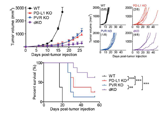 PD-L1 또는 PVR 발현에 따른 종양 생성 및 생존율 차이