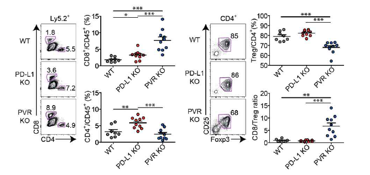 PD-L1 또는 PVR KO 종양미세환경에서 T세포 빈도의 변화
