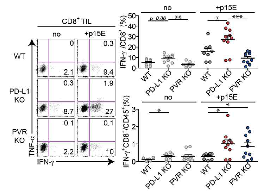 PD-L1 또는 PVR KO 종양미세환경 CD8 T세포 기능 변화