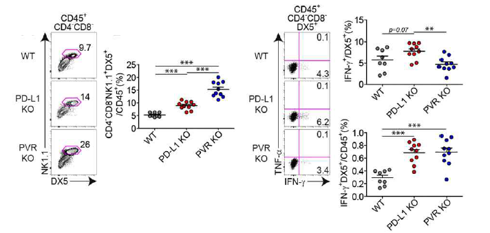 PD-L1 또는 PVR KO 종양미세환경 NK세포 기능 변화