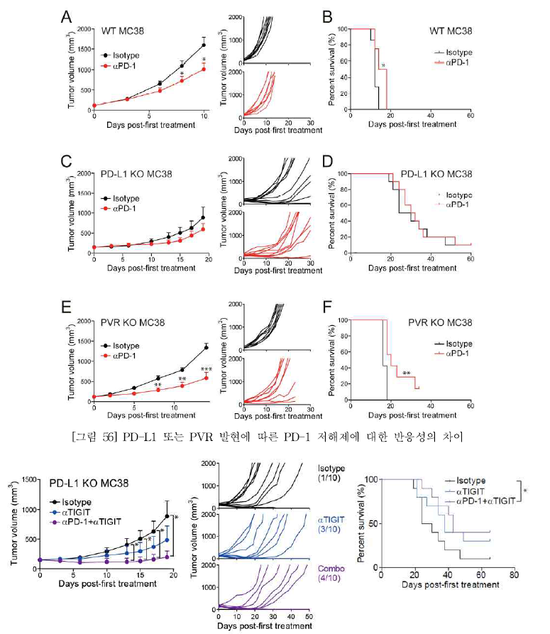 PD-L1 KO 종양미세환경에서 대한 TIGIT 항체 투여 또는 병용 항체 투여의 효과
