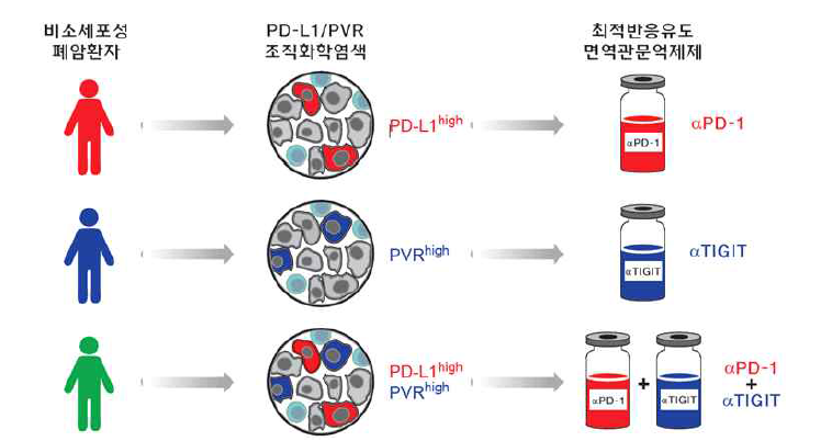 PD-L1/PVR 발현에 따른 최적의 면역관문저해제 조합 제시 가능성