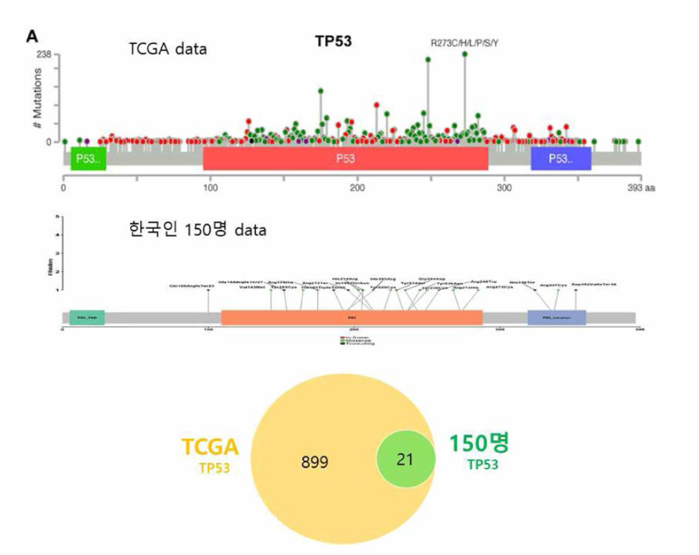 TP53 TCGA 데이터와 비교분석