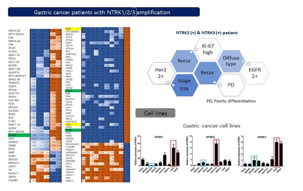 NTRK1/2/3 ampl.환자와 위암 세포주 분석