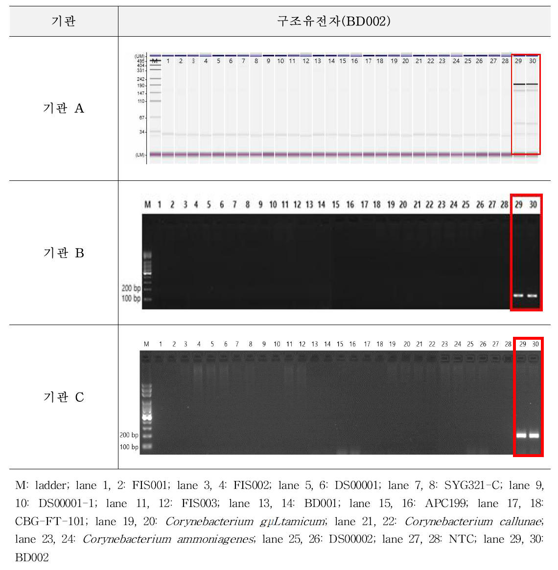 유전자변형 미생물 BD002에 대한 시험법의 특이성 시험 결과