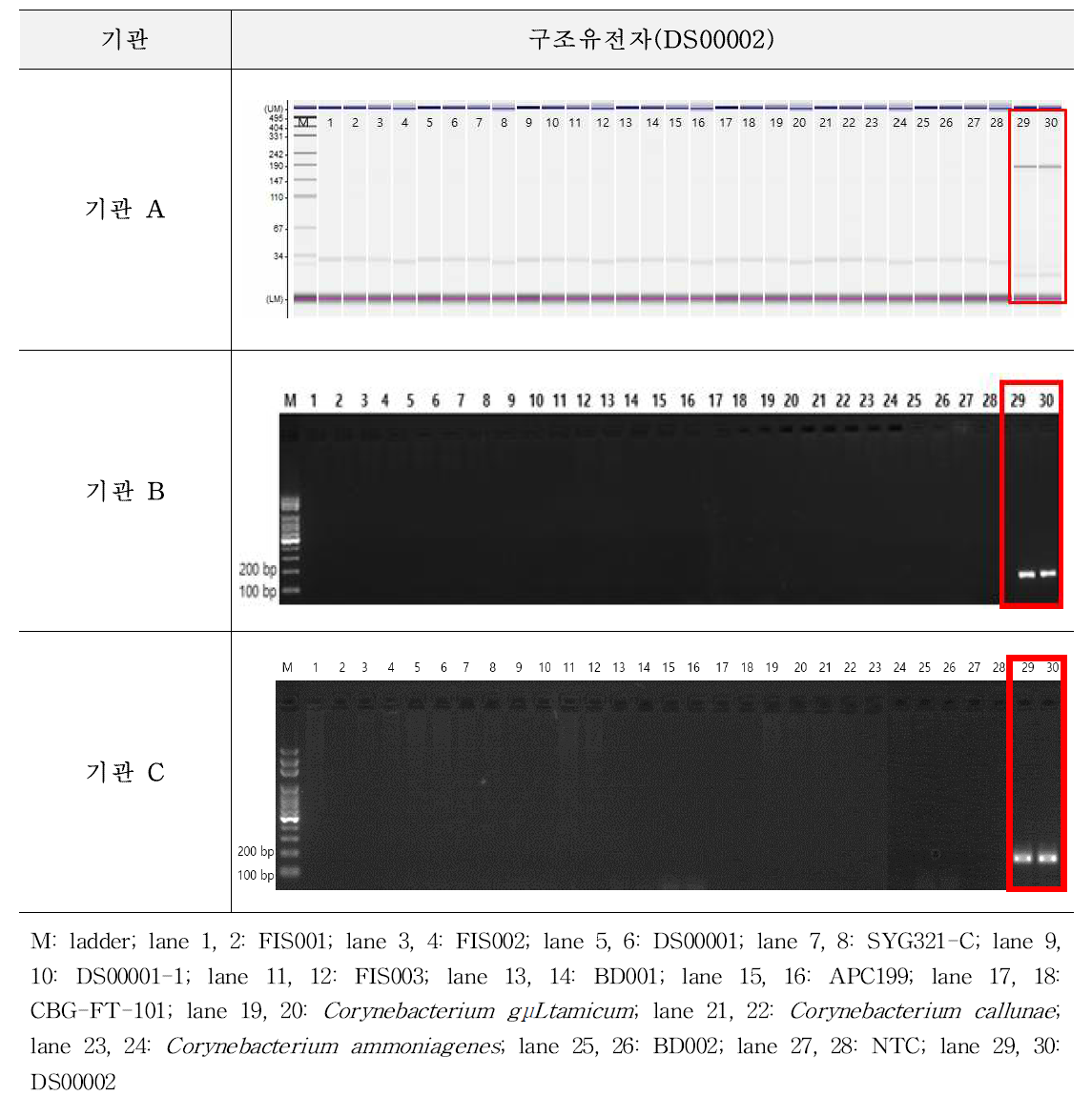 유전자변형 미생물 DS00002에 대한 시험법의 특이성 시험 결과