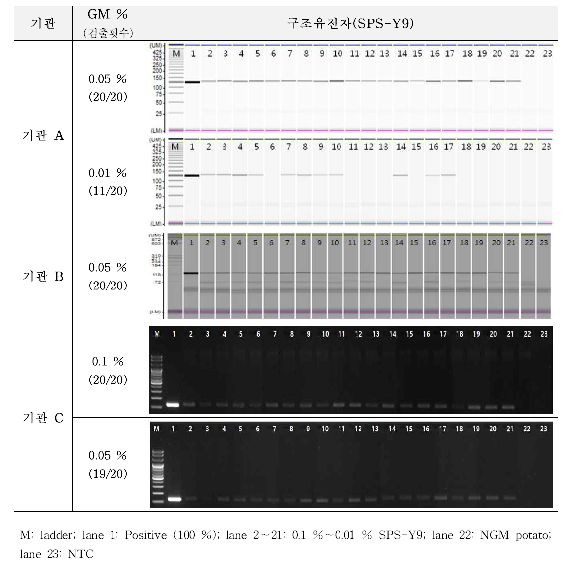 유전자변형 감자 SPS-Y9에 대한 시험법의 민감도 반복 시험 결과(cPCR)