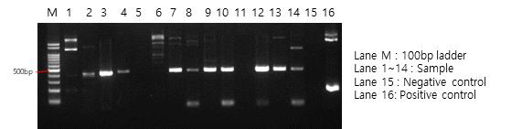 사람분변에서의 crAssphage conventional PCR 전기영동 결과