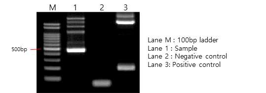 지하수 crAssphage conventional PCR 전기영동 결과