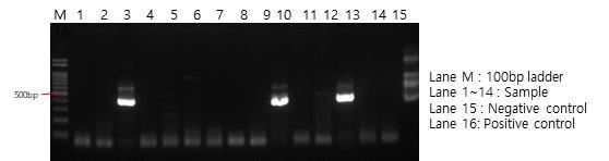 하천수 crAssphage conventional PCR 전기영동 결과