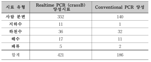 crAssphage conventional PCR 결과