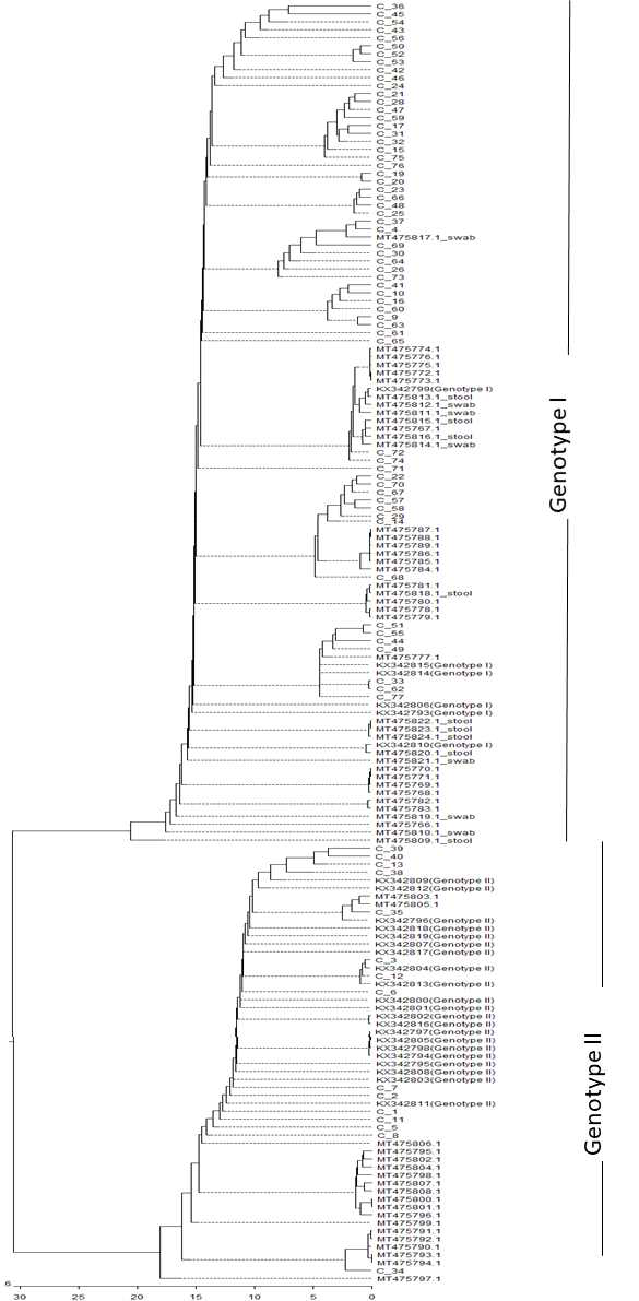 사람분변 crAssphage 염기서열 phylogenetic tree