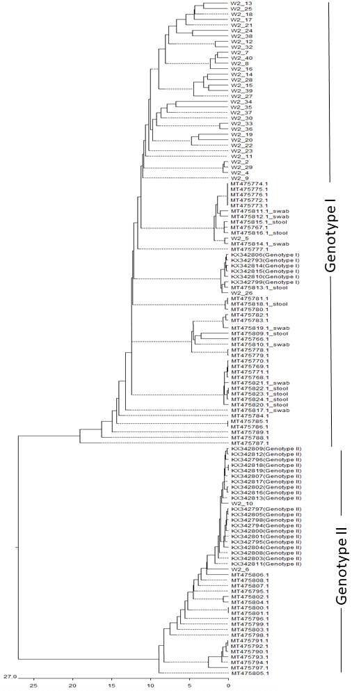 하천수 crAssphage 염기서열 phylogenetic tree