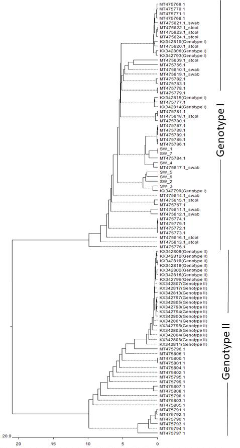해수 crAssphage 염기서열 phylogenetic tree