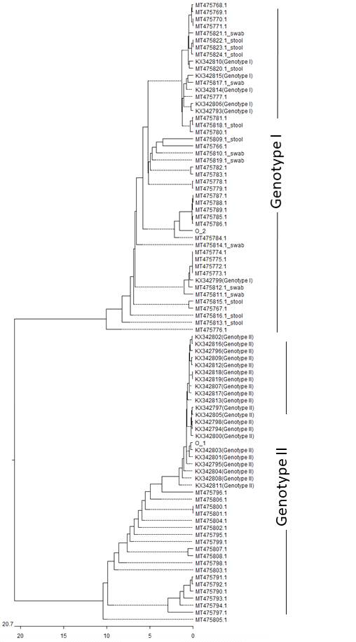 패류 crAssphage 염기서열 phylogenetic tree