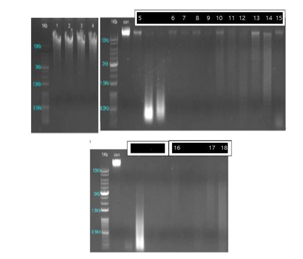 메타게놈 분석 추출 DNA Agrose Gel Electrophoresis