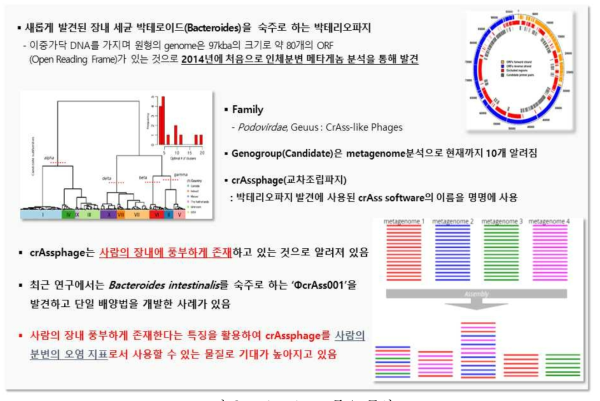 crAssphage 주요 특성