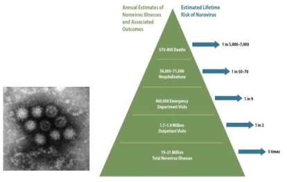 미국 노로바이러스 질환 및 집단발생 부담률