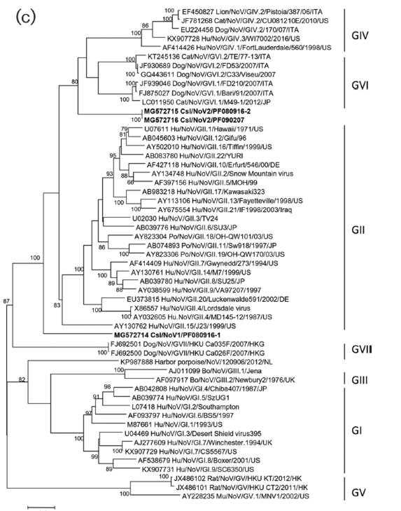 노로바이러스 유전자 그룹 계통도 (Phylogenetic tree)