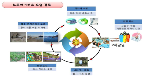 노로바이러스 주요 오염경로