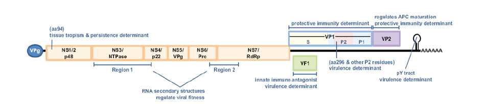 노로바이러스 유전자 구조