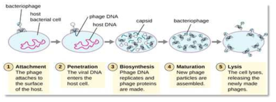 박테리오파지 감염 메커니즘