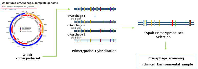 crAssphage primer 설계 흐름도