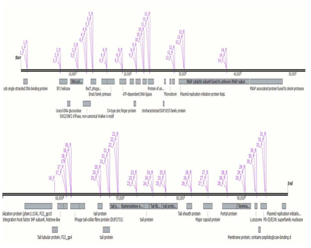 crAssphage(NC_024711.1) target realtime PCR primer/probe 지도