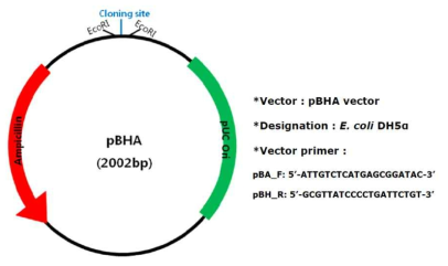 pBHA vector의 multi-cloning site와 map