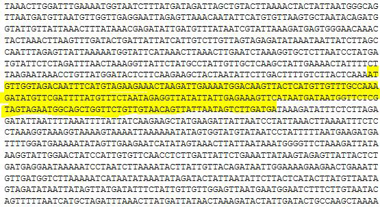 crAssphage realtime PCR 양성대조군 gene 합성부위(crassB)