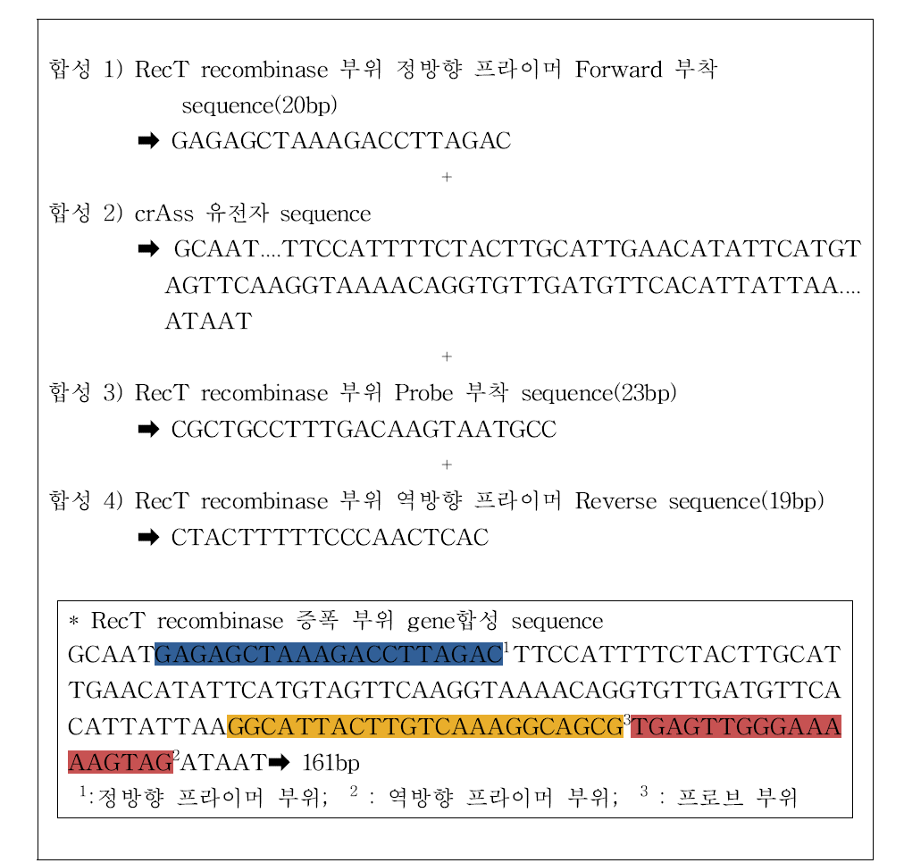 crAssphage Realtime PCR 양성대조군 gene 합성부위(crass4)