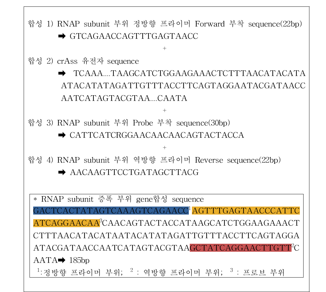 crAssphage Realtime PCR 양성대조군 gene 합성부위(crass8)