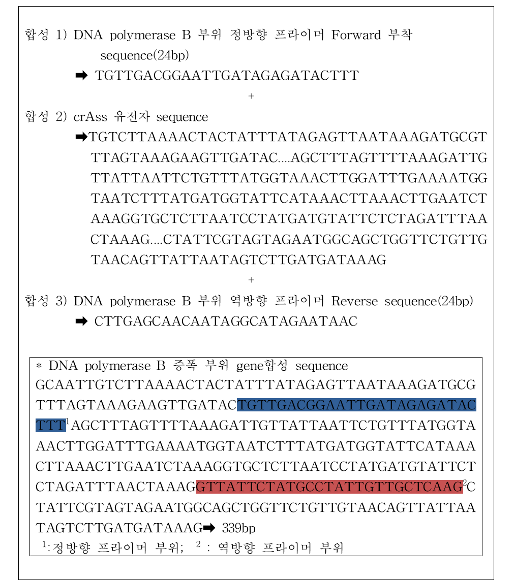 crAssphage DNA polymerase B 부위의 conventional PCR 양성대조군 gene 합성 sequence