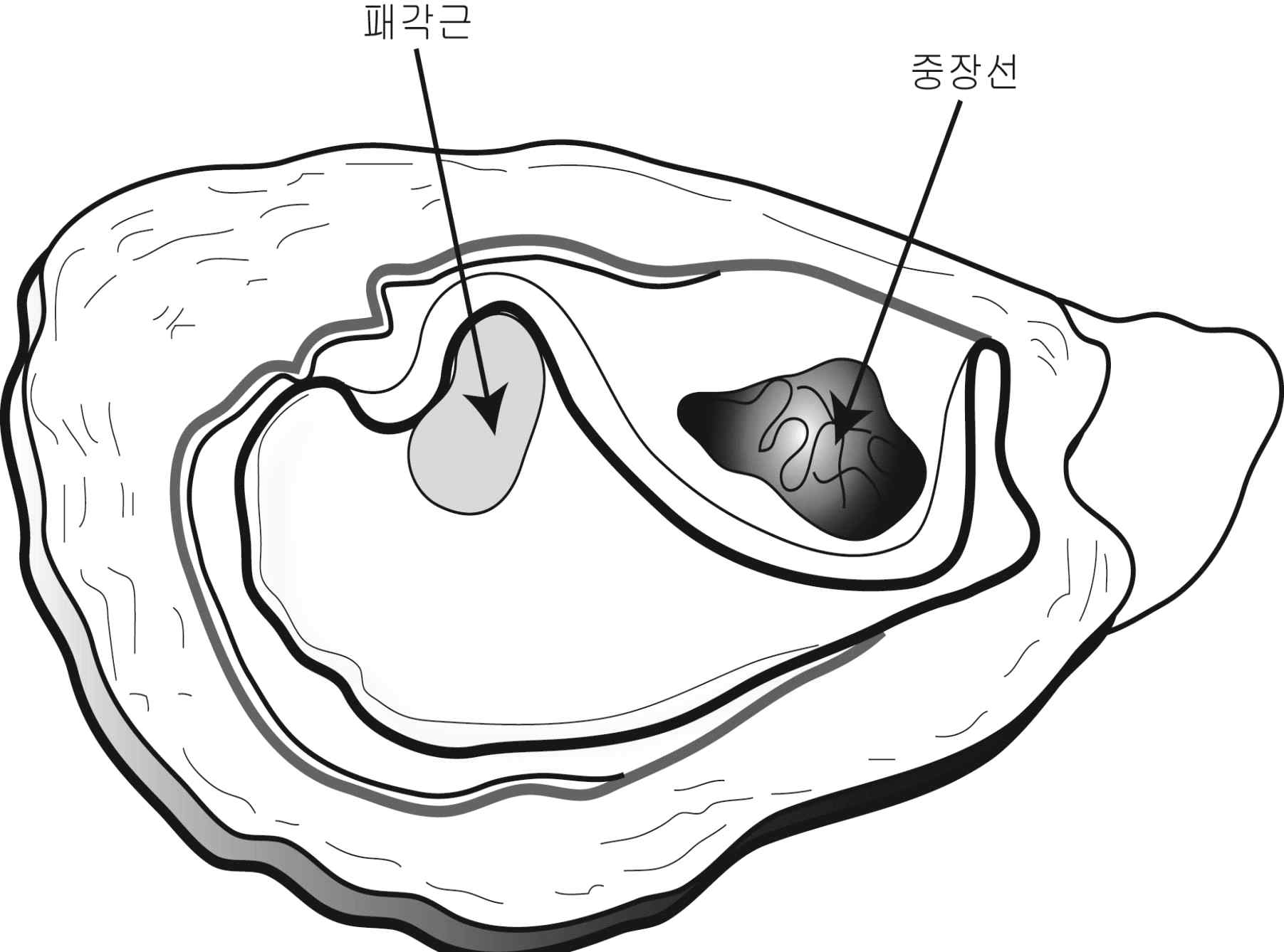 패류의 조직 구조