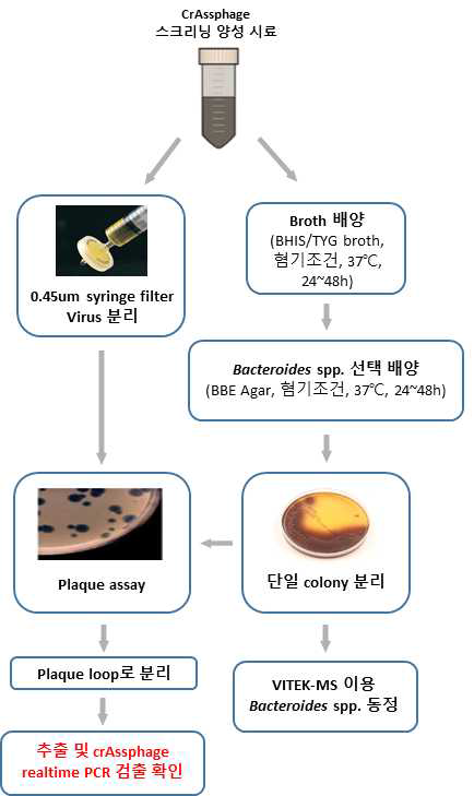 crAssphage 분리동정 flow chart