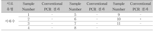 지하수에서의 crAssphage conventional PCR 결과