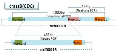 crAssphage Realtime 및 conventional PCR 증폭부위 모식도