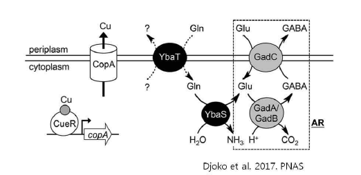 Glutamate 대사 관련 acid resistance 기전