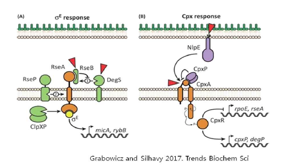 sigma factor E 및 CpxP/CpxAR에 의한 stress resistance 조절기전
