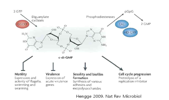 c-di-GMP 관련 resistance 및 virulence 조절기전