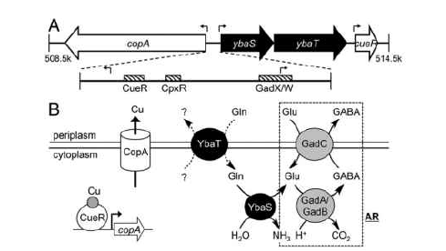 Cu 및 산 저항성 간 상호작용 가능성(Djoko et al. 2017. PNAS)