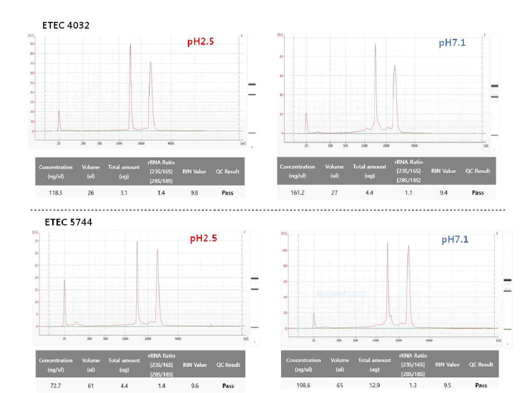 pH2.5, 30 min 조건에서 분리된 ETEC 균주 RNA의 QC 결과