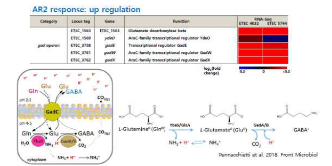 내산성 인자로서 glutamate dependent acid resistance (GDAR) 선정