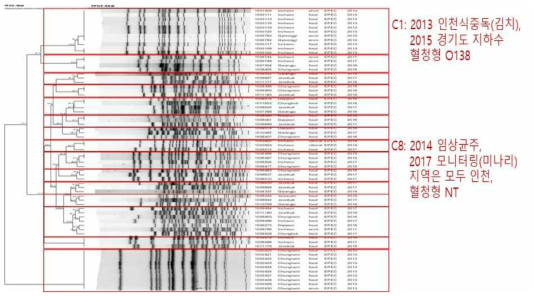 EPEC의 PFGE 분석 결과