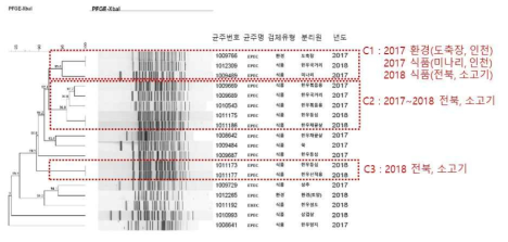 O26 혈청형 PFGE를 이용한 특성 분석